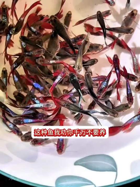 新手养鱼必选!杂袍孔雀鱼不挑水质不挑食易发色