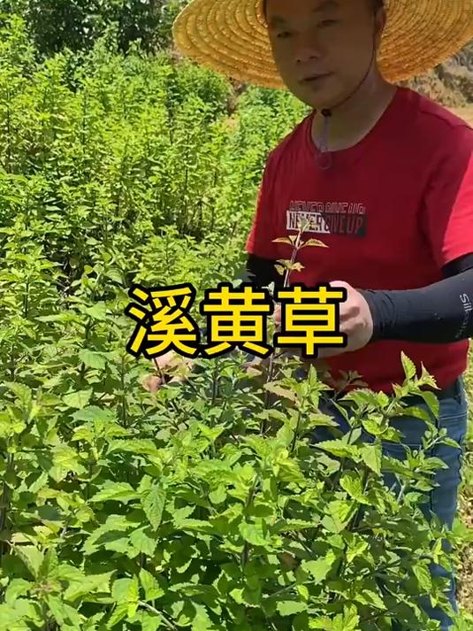 溪黄草,野生中草药