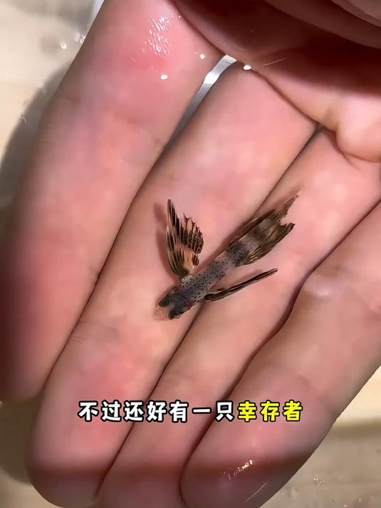 神奇的飞鱼来了!