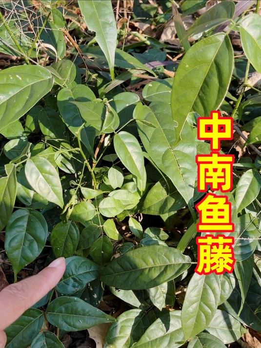 农村河边生长的中南鱼藤,很多人不知它价值珍贵,一起认识下