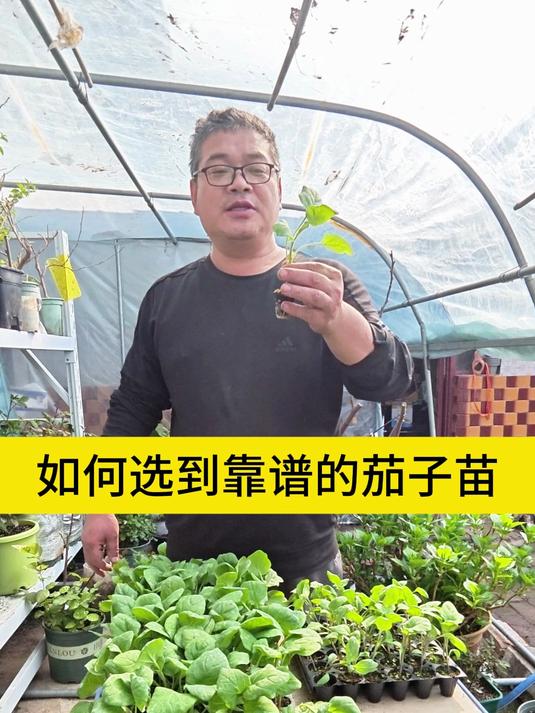 如何选到靠谱的茄子苗3