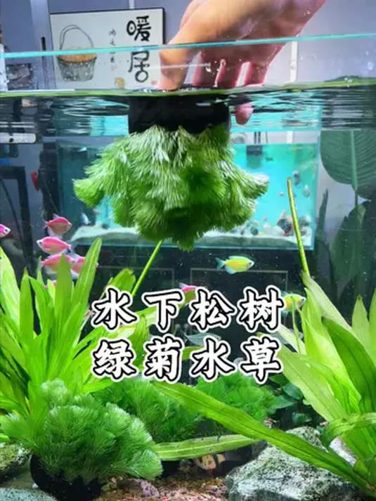 松针状水草神奇在哪?养鱼人带你探索鱼缸世界