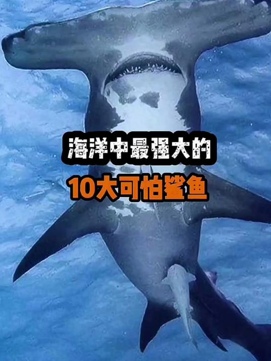 海洋中最强大的十大可怕鲨鱼