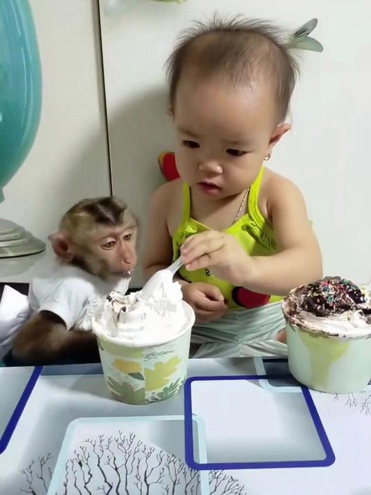 小猴子第一次和小宝宝一起吃了奶油蛋糕