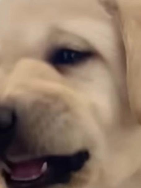 大叔去河边钓鱼发现一只被遗弃的小奶狗,带回家养大后太可爱了!