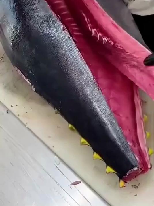 你知道为什么其他鱼类没有金枪鱼那样的深红色肉质吗?