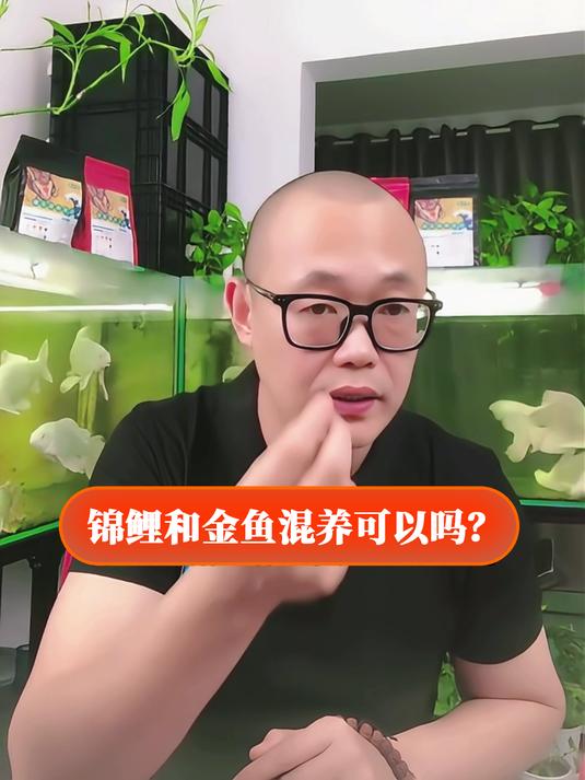 锦鲤和金鱼混养可以吗?