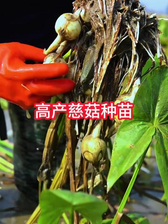 粉粉糯糯的白茨菇煲汤炒菜巨好吃