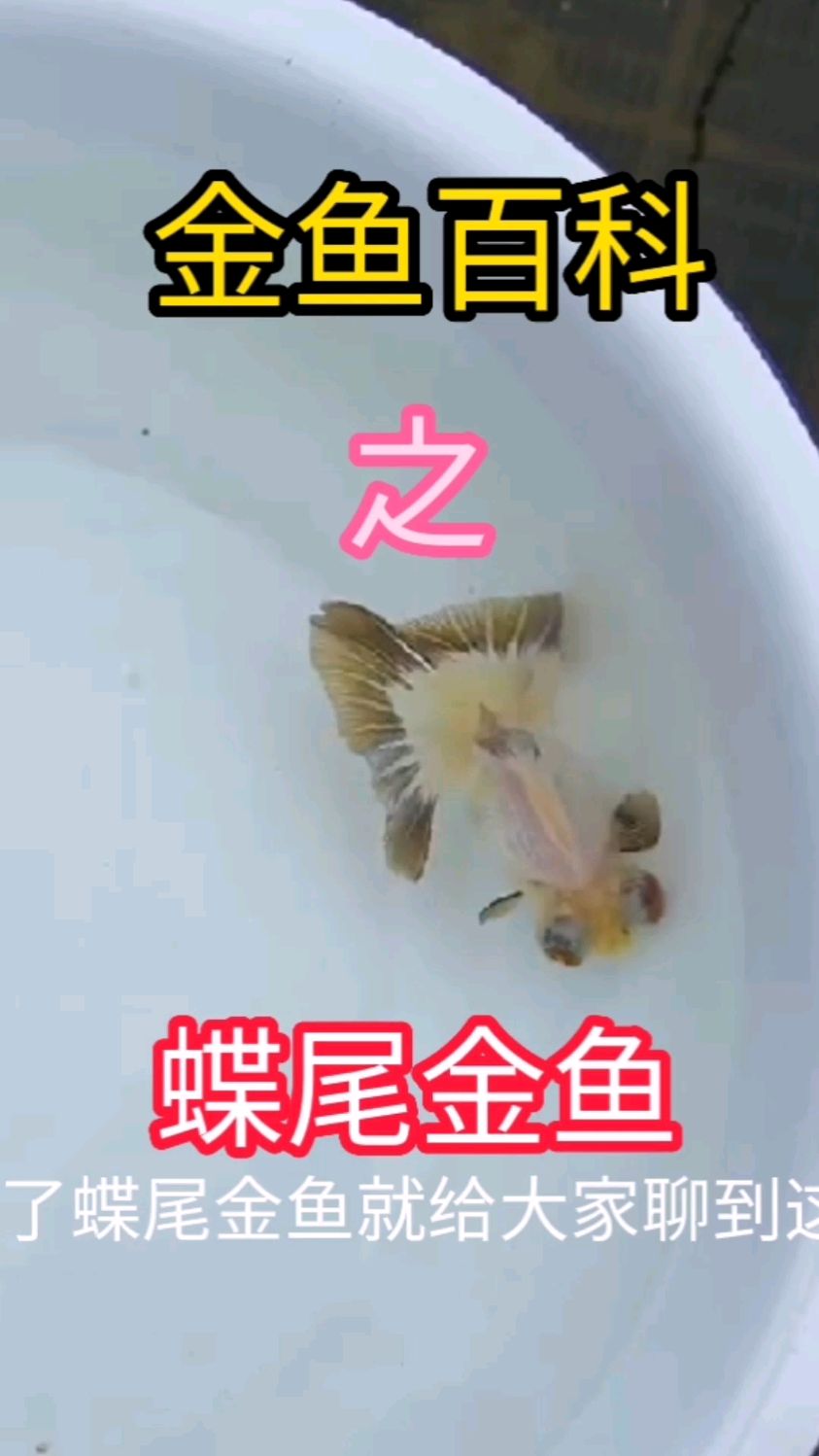 金鱼品种之蝶尾金鱼