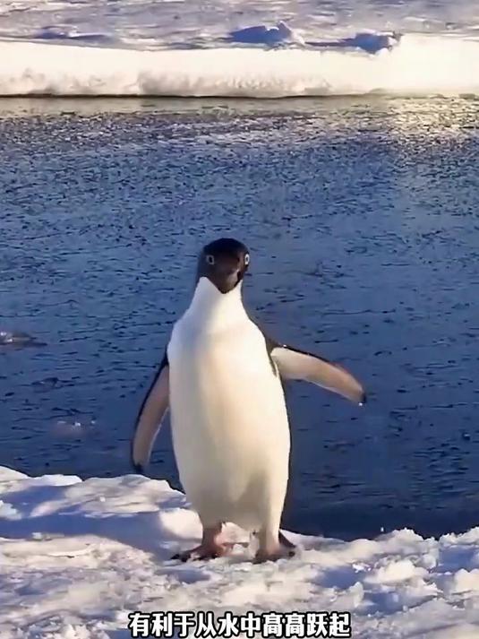 为什么在南极，从来没人敢触摸企鹅？