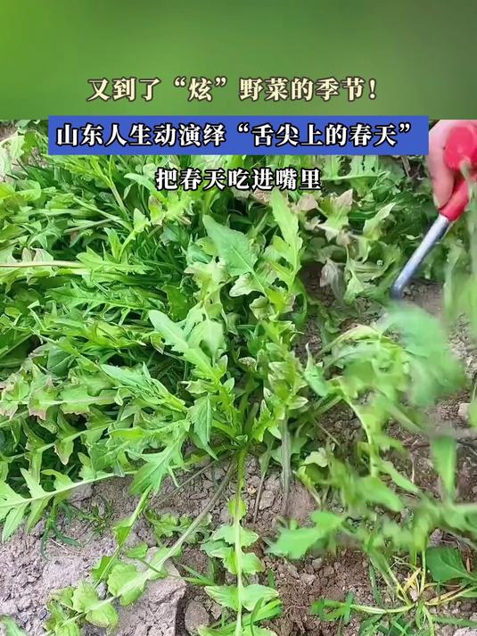 又到了“炫”野菜的季节!山东人生动演绎“舌尖上的春天”#花满春城我代言#