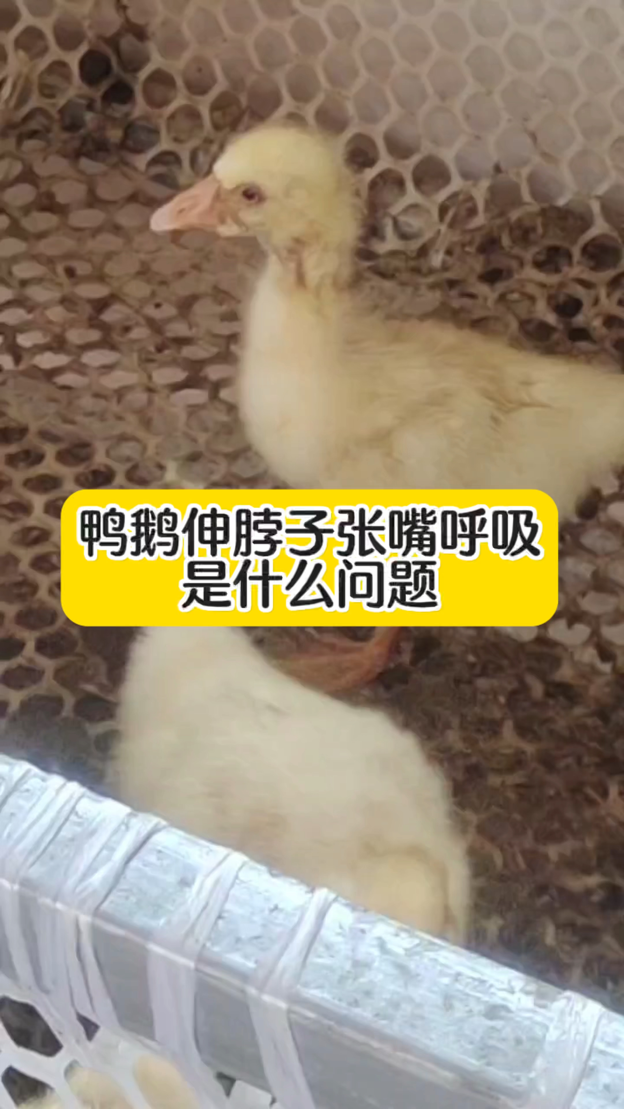 鸭鹅伸脖子张嘴呼吸,用这个方法,个别严重的可以淘汰处理,