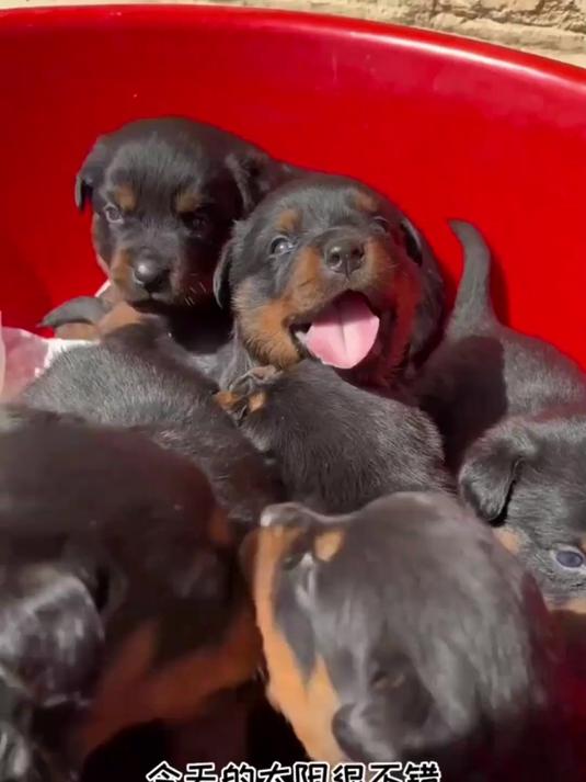 搬来农场的可鲁可鸭真的好开心