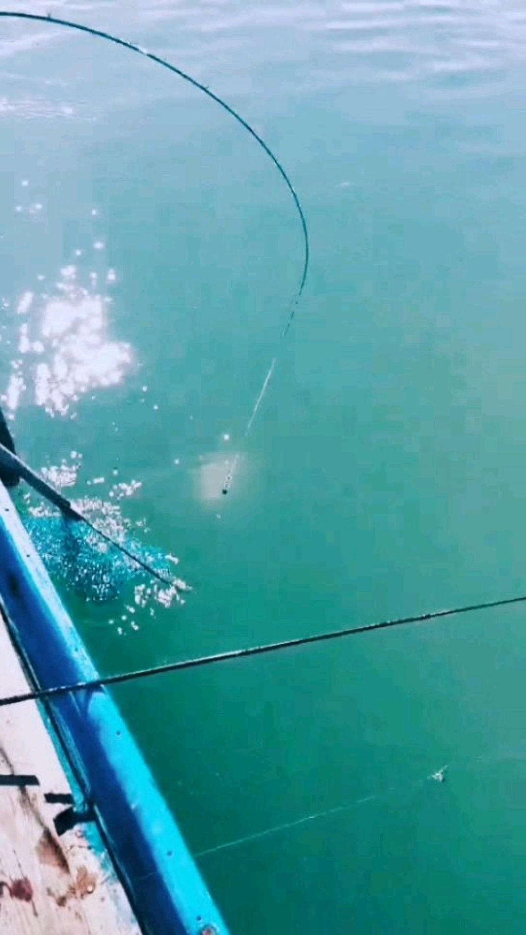 海钓中大真鲷(加力鱼),力气大得很,生鱼片好料