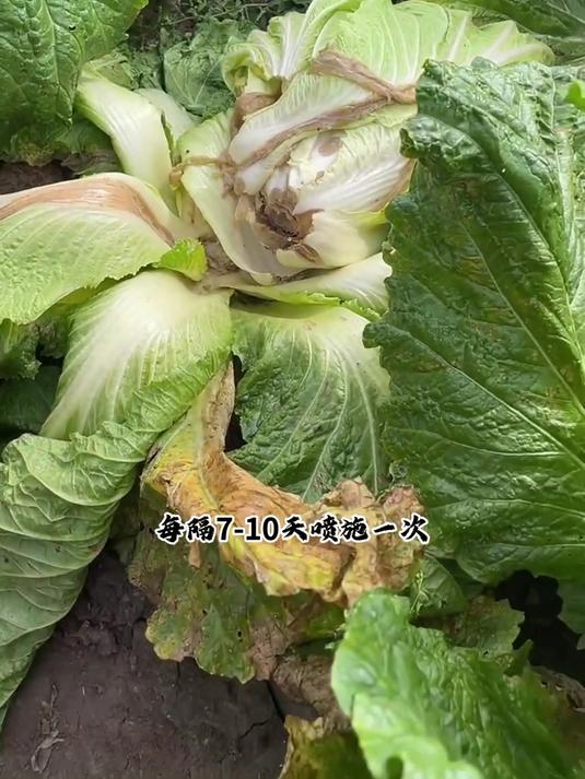白菜脱帮烂心怎么办?白菜软腐病用啥药?