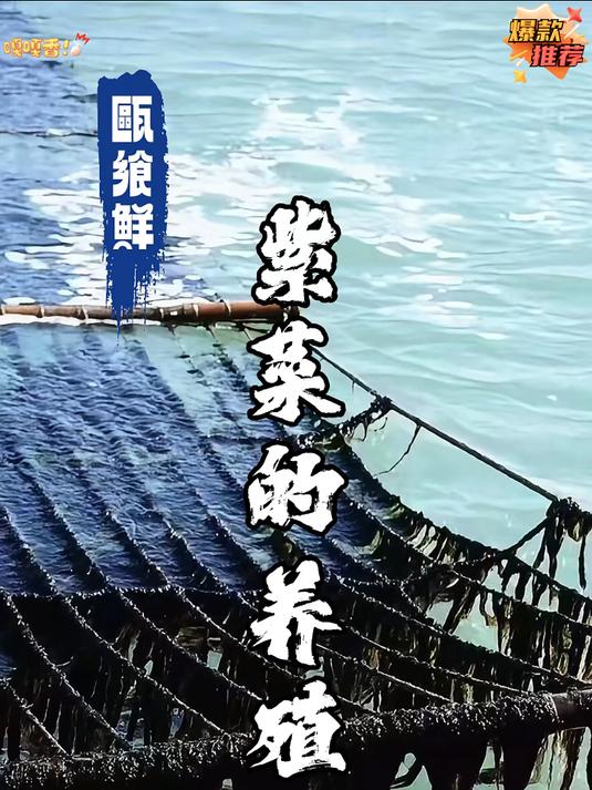 霞浦今年的头水紫菜真正的头水 头水紫菜