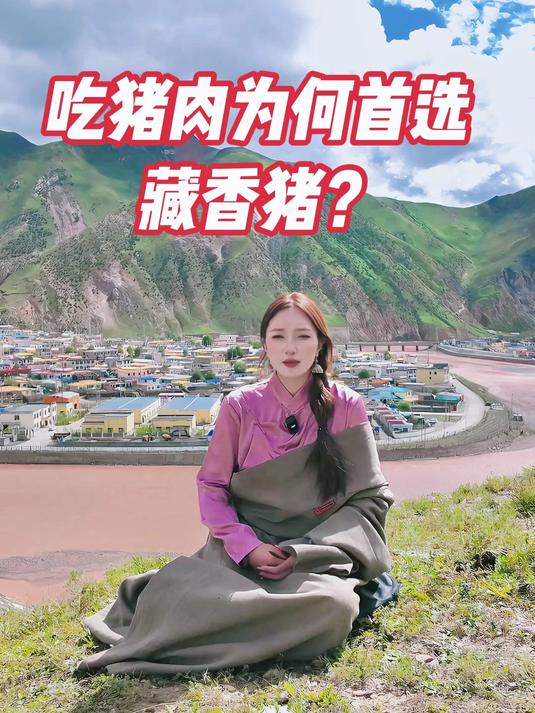吃猪肉为何首选藏香猪？