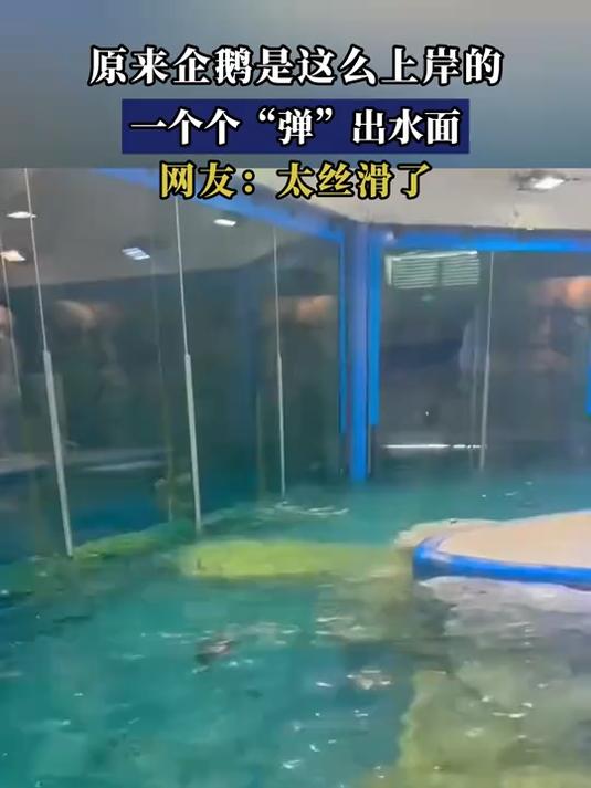原来企鹅是这么上岸的,一个个“弹”出水面