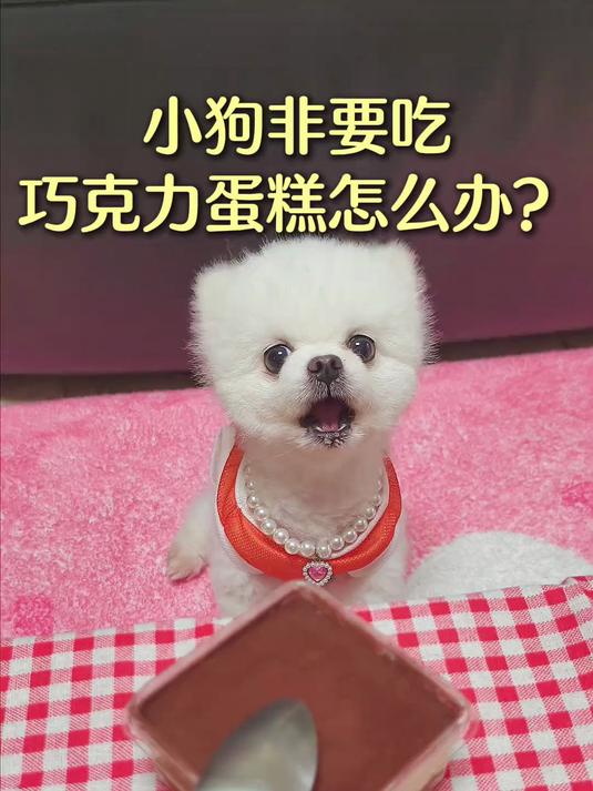 不怕鼠的小狗狗非要吃巧克力蛋糕,怎么办?