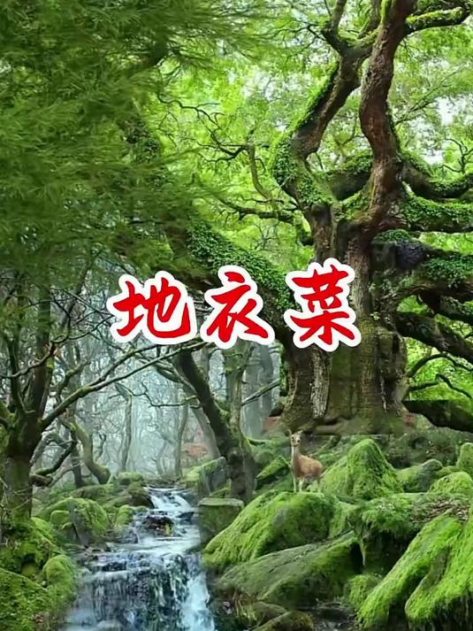 深山奇珍!野生地皮菜鲜美上市,错过等一年