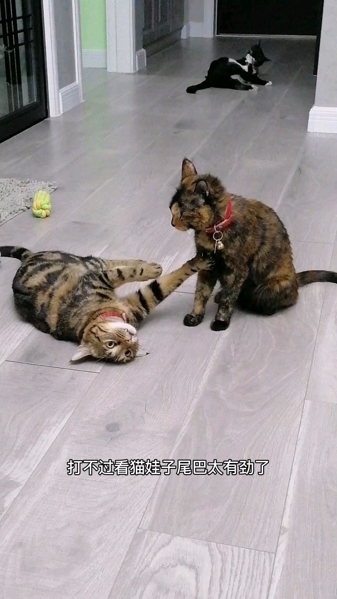 狸花猫够绅士,好男猫不和小女喵斗,那么多猫看着呢