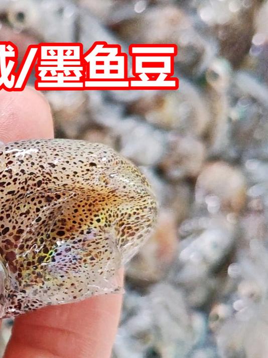 湛江下六,墨鱼鱿鱼季节,耳乌贼有趣