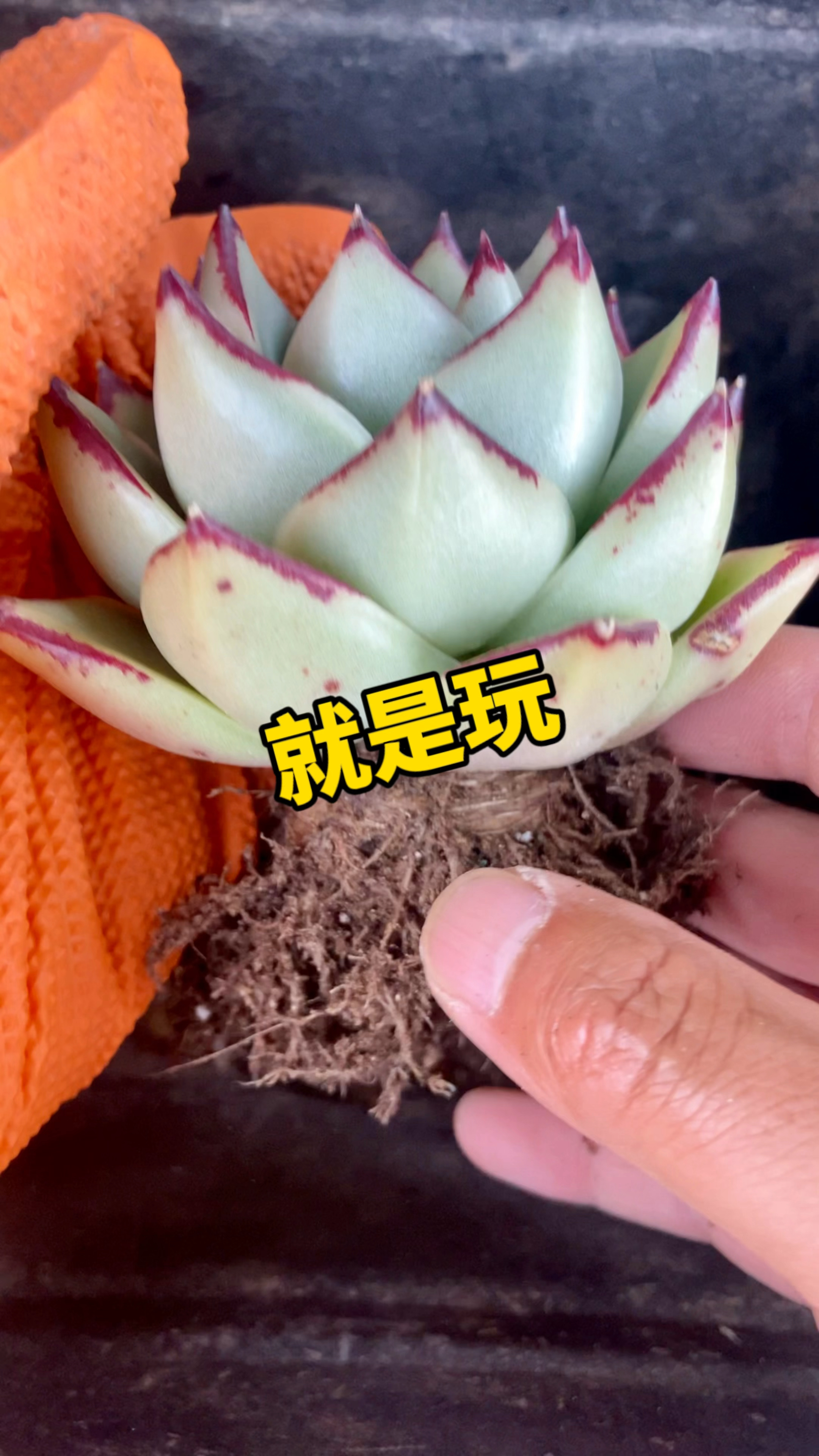 东云乌木多肉僵苗了、就修根换新土