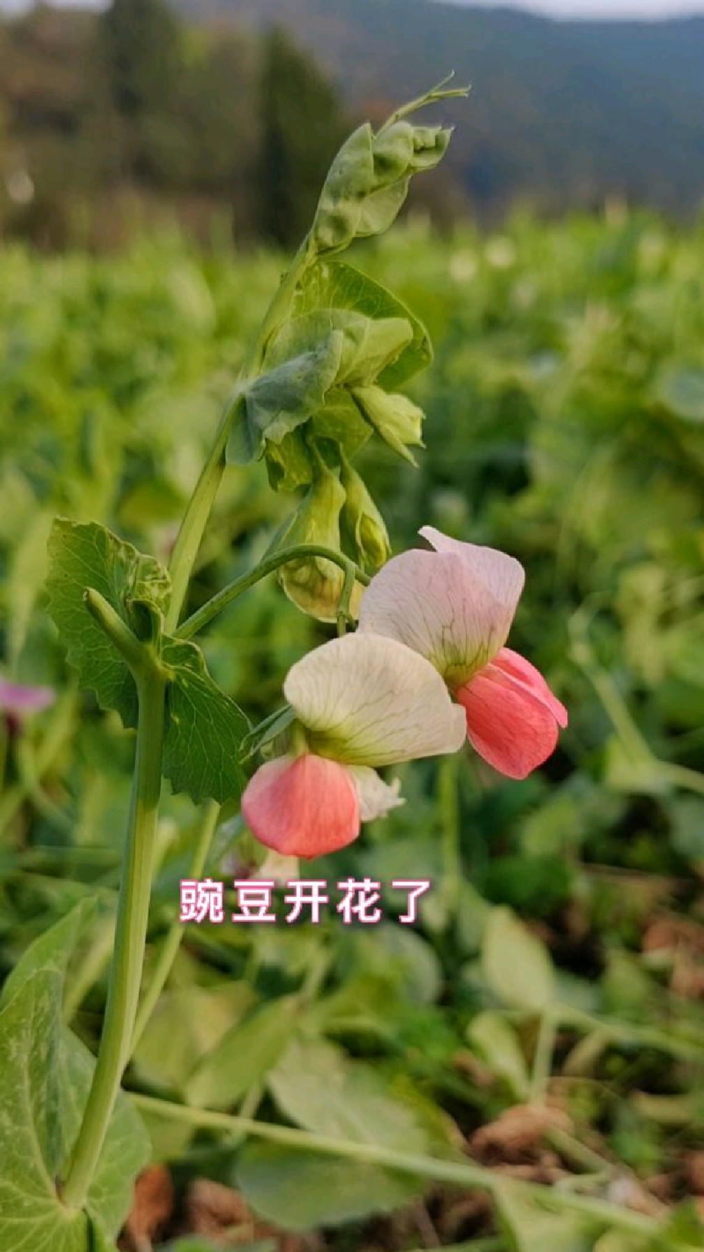 种植在山坡的豌豆,开着不同颜色的蝶形花,惹人喜爱,嫩豌豆尖,也是我们爱吃的蔬菜