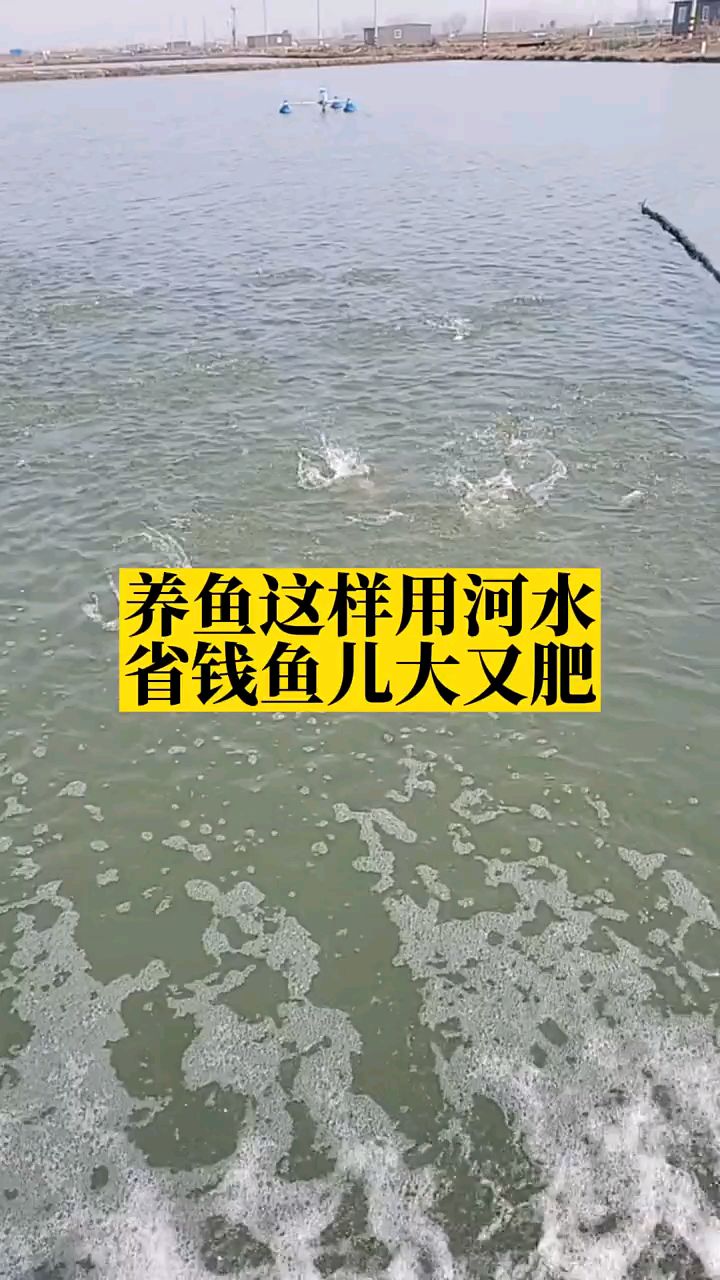 养鱼可以用河水吗?