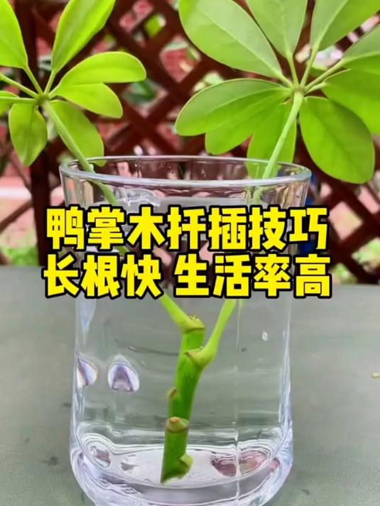 用塑料杯扦插鸭掌木,生根快成活率高,你学会了吗?