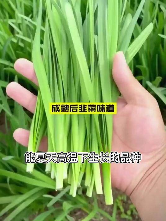 红根韭菜根,红茎自带花青素,焯水拌核桃仁营养赛沙拉
