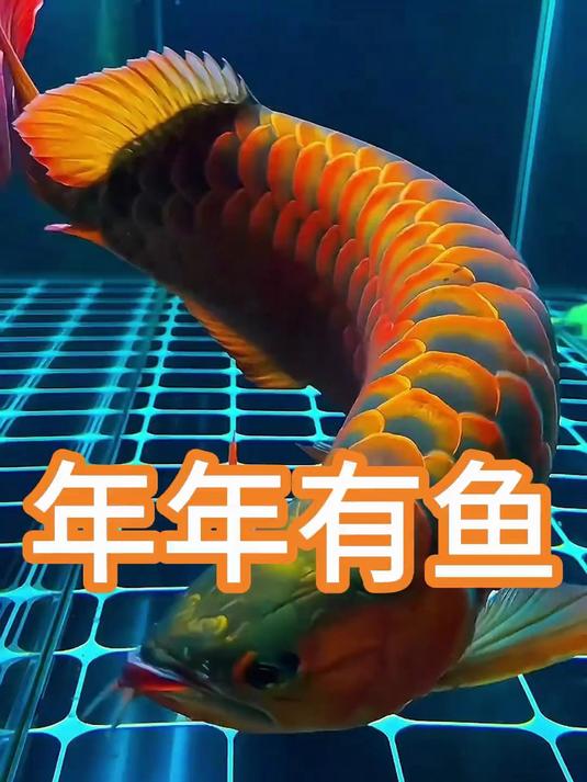 科普这几种名贵的观赏鱼,你朋友有认识的吗?#动物世界#科普#神奇动物#观赏鱼#保护动物