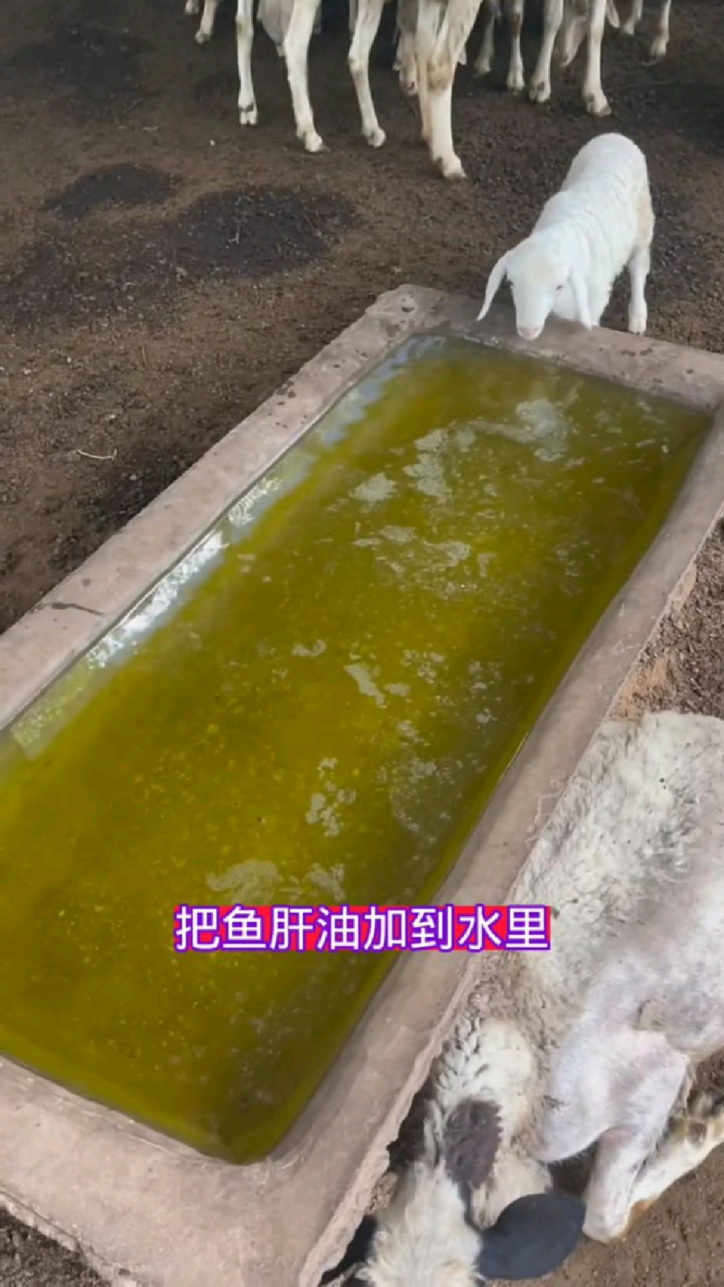 把鱼肝油添加到水里居然有这么多好处