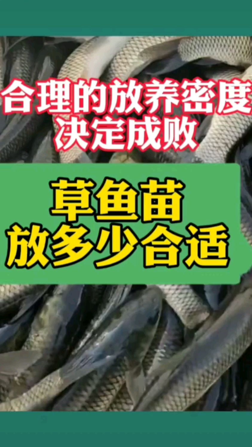 草鱼一亩放多少尾合适,合理的养殖密度决定成败