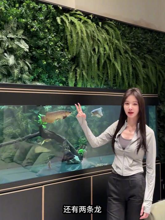 龙鱼混养第一期,龙鱼混养真的太好玩了,很有意思呀