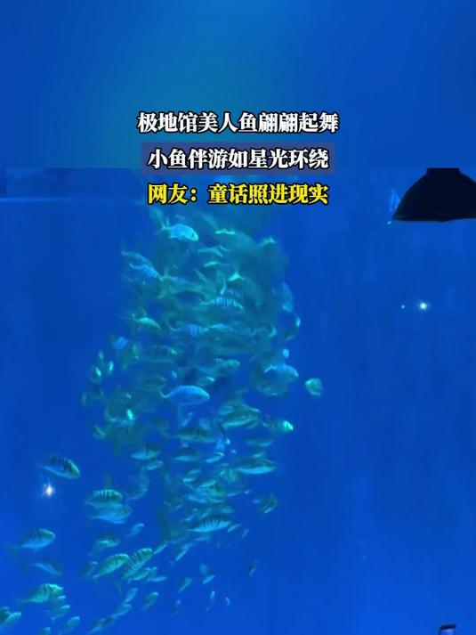 极地馆美人鱼翩翩起舞,小鱼伴游如星光环绕,网友:童话照进现实