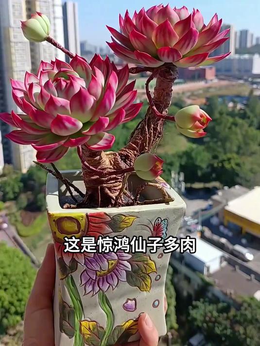 多肉的品种及科普