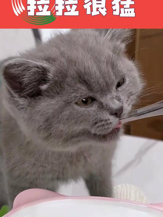 猫咪养胃神器是啥