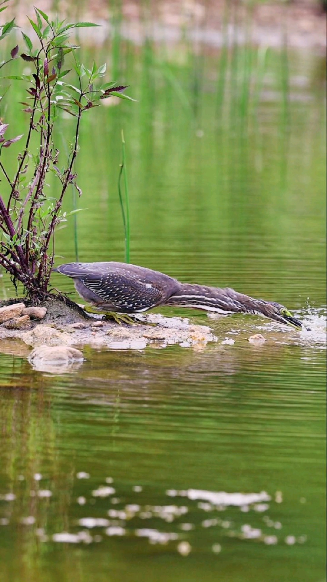 “留大放小”是每个钓鱼佬的基本修养。#绿鹭捕鱼#野生鸟类视频
