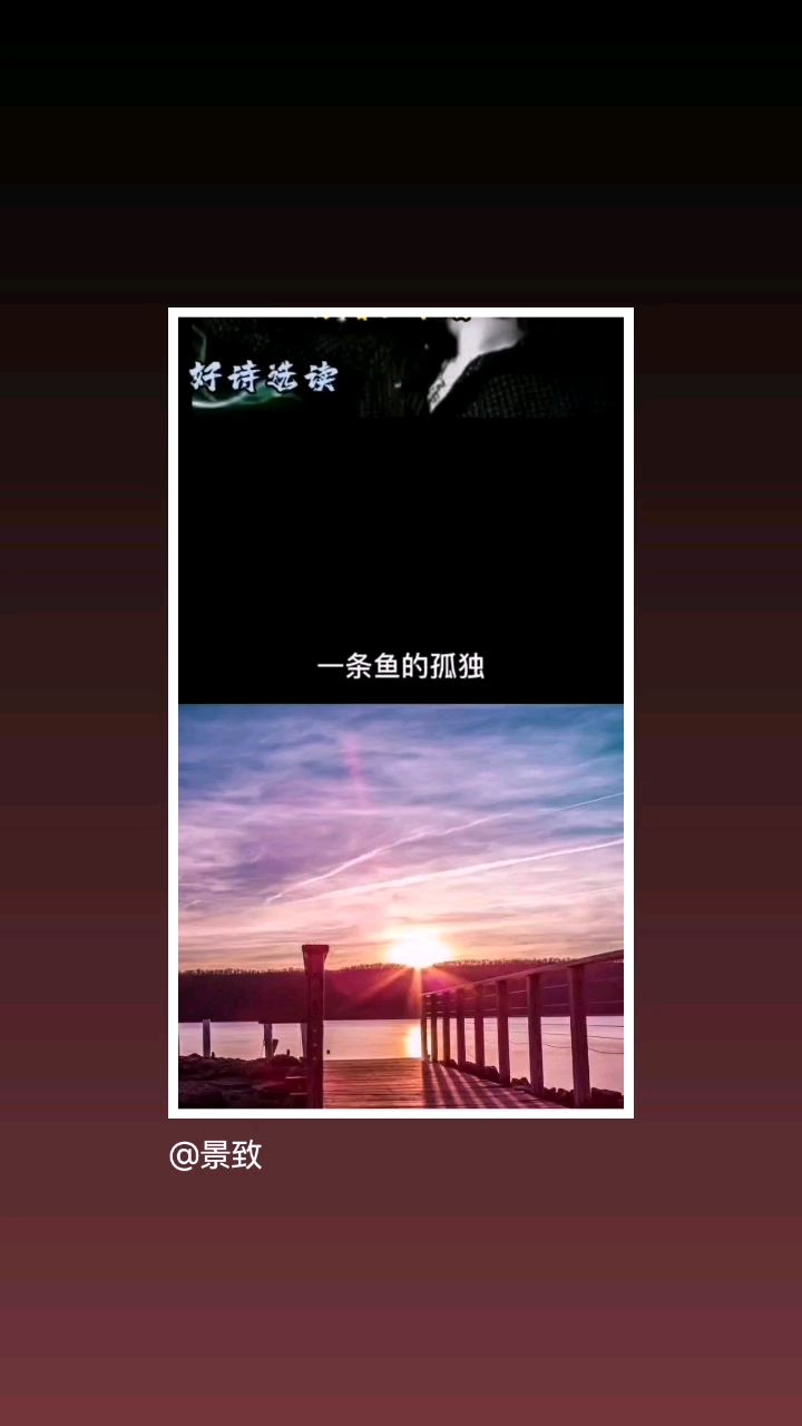 一条鱼的孤独