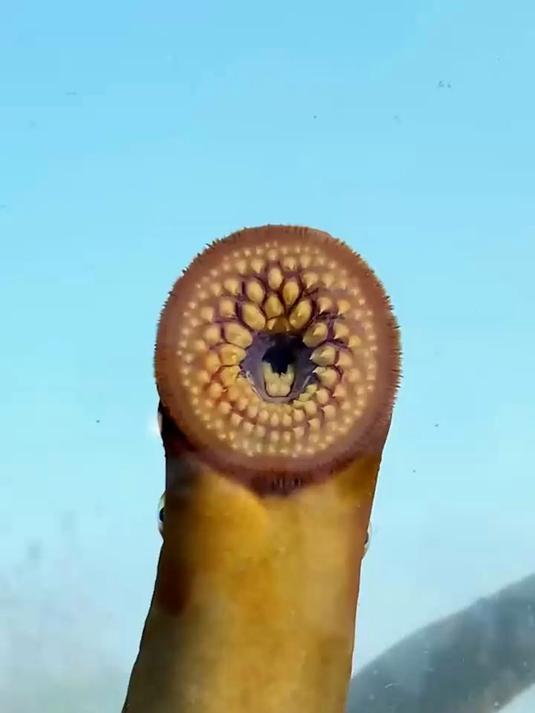 和你一样可爱的七鳃鳗