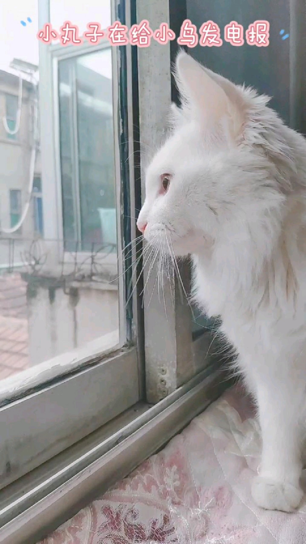 猫看到鸟,突然变得很奇怪,它哒哒哒的叫,像在给小鸟发电报