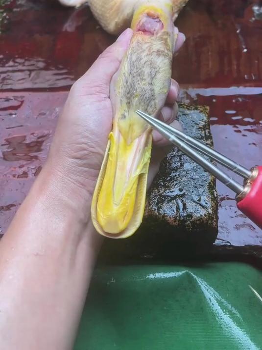 电动防水拔毛神器鸡毛鸭毛拨家禽拔毛机去杀鸡鸭鹅脱毛机拔毛器