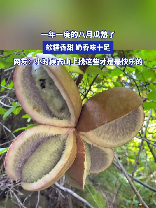 一年一度的八月瓜熟了，软糯香甜，奶香味十足
