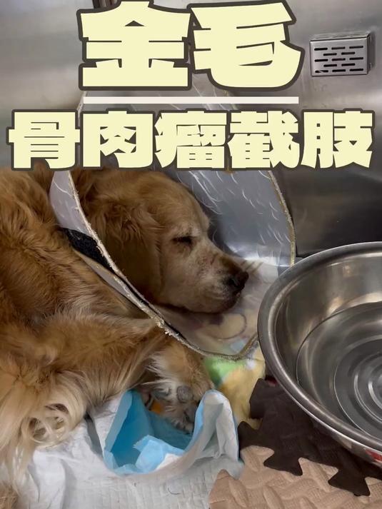 这只金毛右后肢患了骨肉瘤,现在瘤子越长越大,并且伴有骨溶解