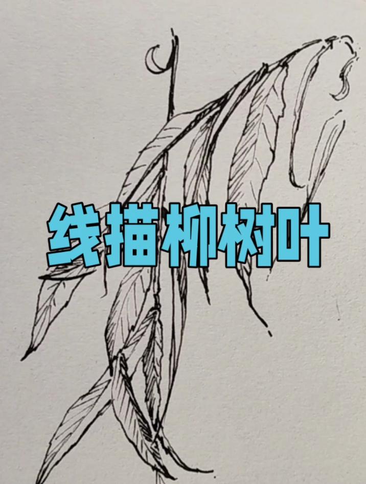 线描柳树叶的画法,简单又好看