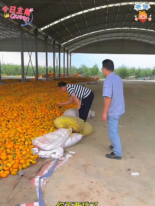 下树直接可以吃的脆柿子你吃过吗