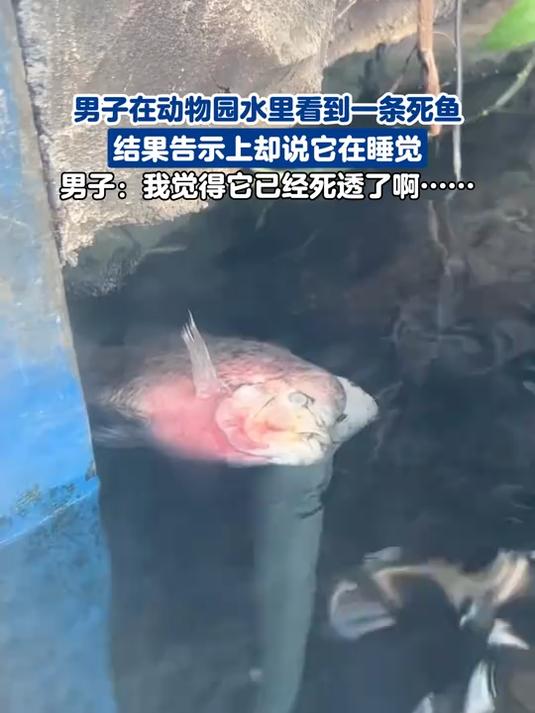 男子在动物园水里看到一条死鱼,结果告示上却说它在睡觉