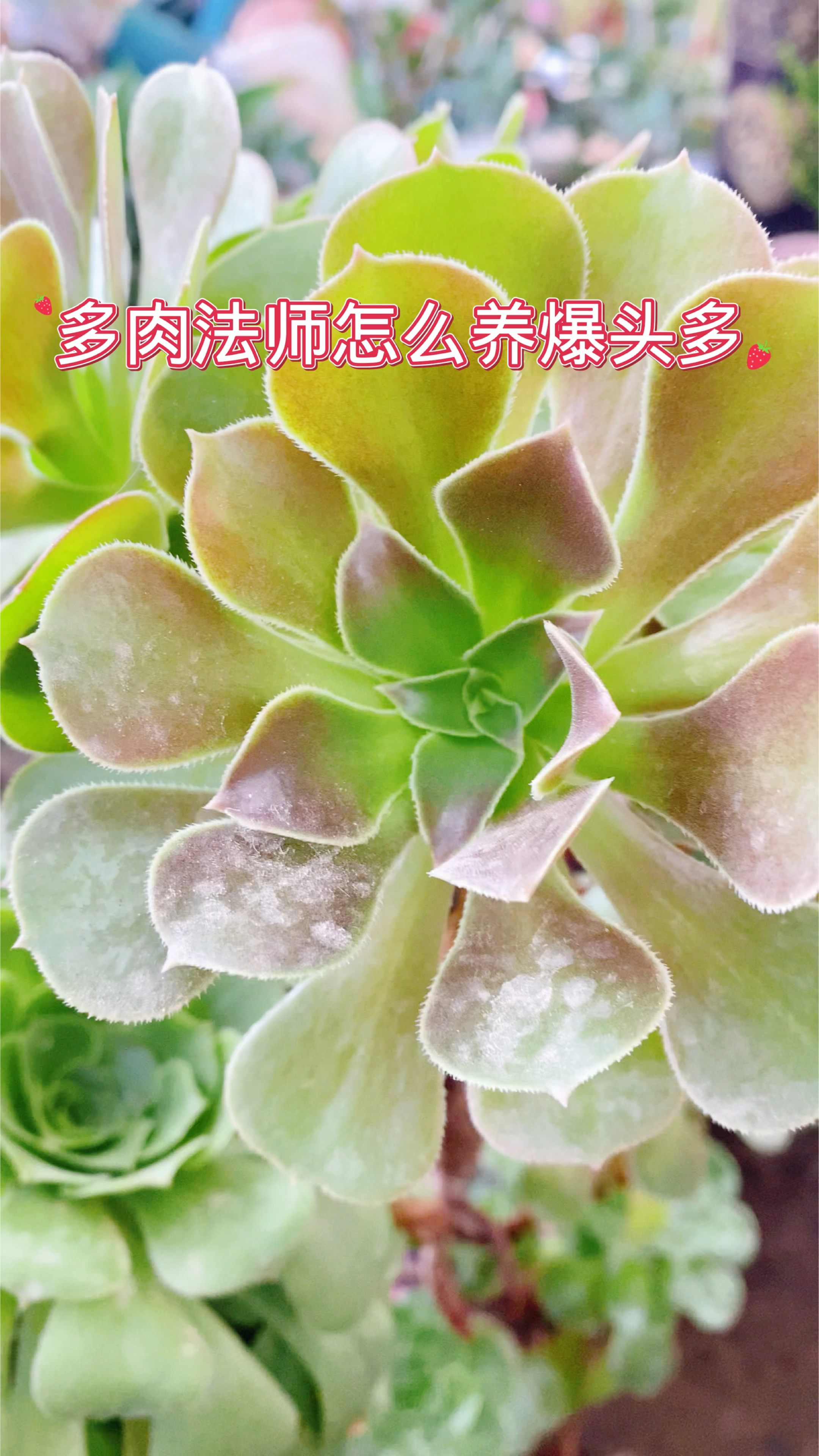 多肉法师怎么养爆头多