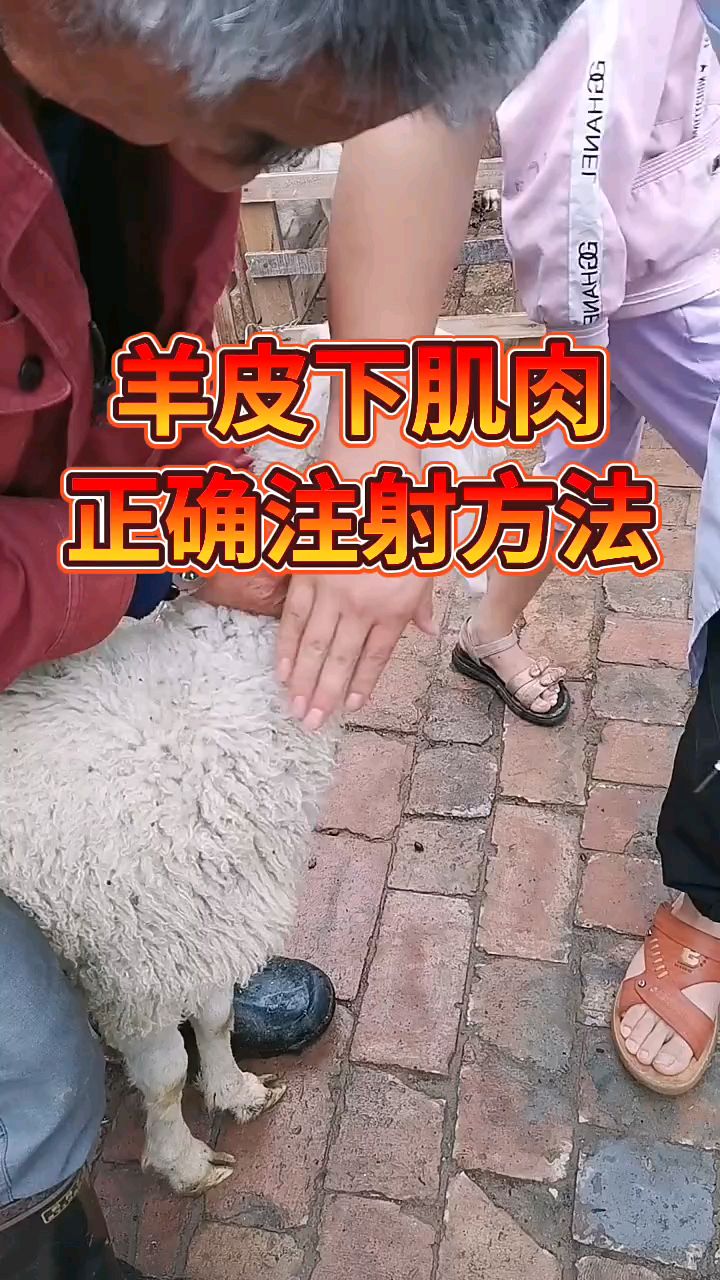 羊皮下肌肉注射正确方式